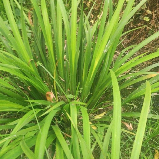 灵川县石菖蒲苗