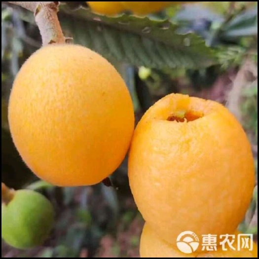 仁寿县文宫大五星枇杷批发零售