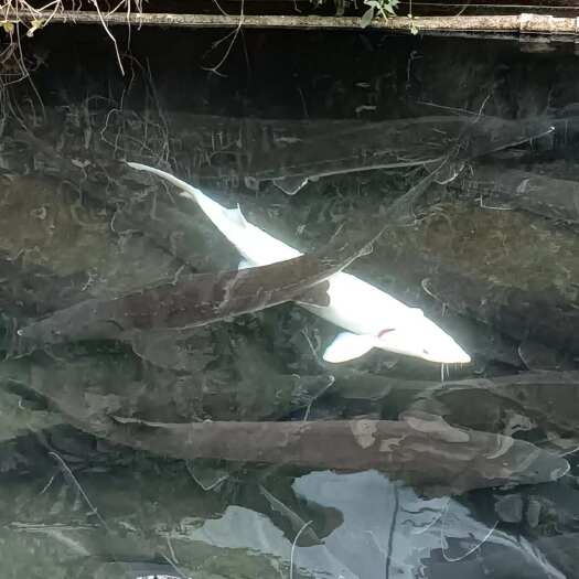 石家庄西杂母鱼10-40斤