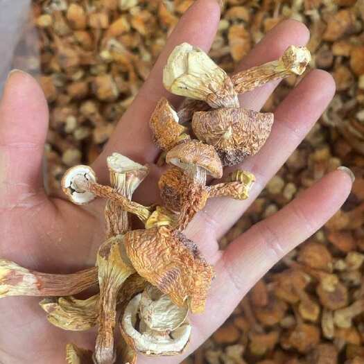昆明姬松茸大货批发一手货源黄色姬松茸