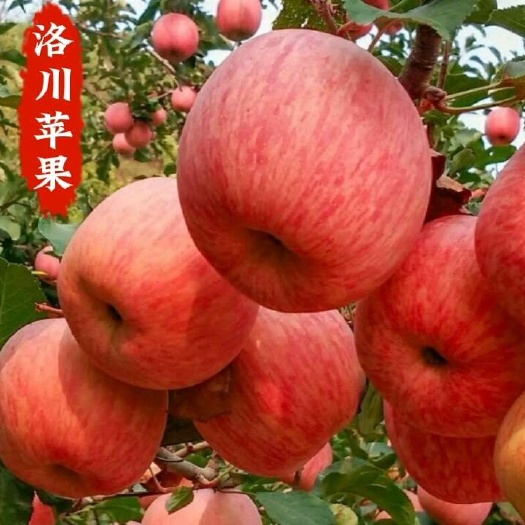 陕西洛川红富士苹果冰糖心孕妇水果 产地直发包邮