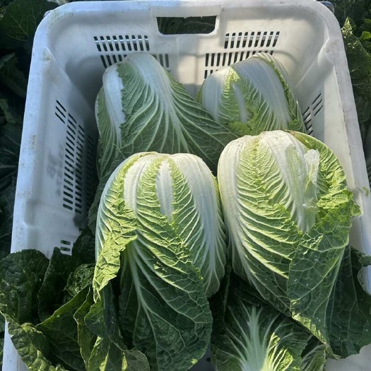 昆明大白菜一颗2.5到3.5公斤