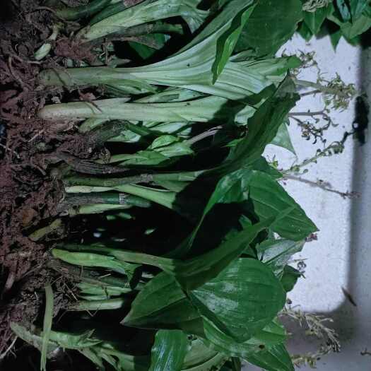新鲜见血清福建中药材中草药
