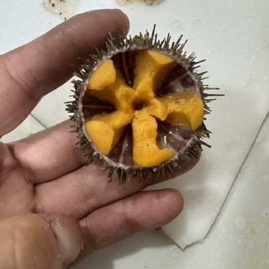 大连大连马粪海胆