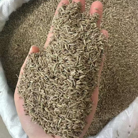 叶城县新疆孜然/大颗粒好货/原产地发货/香味浓郁