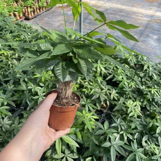 广州广州供应4～8公分米径精品发财树盆栽苗木批发支持一件代发