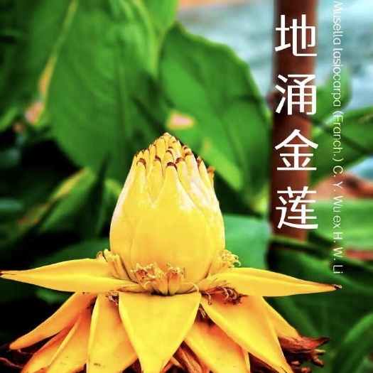 高贵典雅金莲花（可观赏 可食用 易养活 花期长）