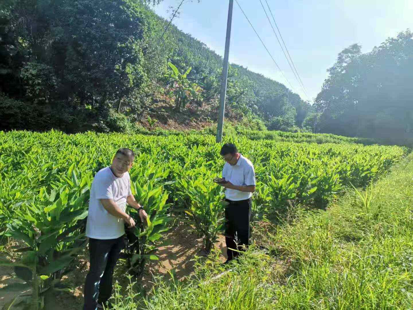 海南特產(chǎn)南椰薯