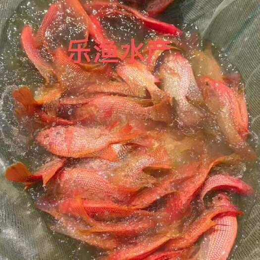 靓种红罗非鱼苗 彩虹鲷鱼苗 豹纹红罗非苗 彩虹雕