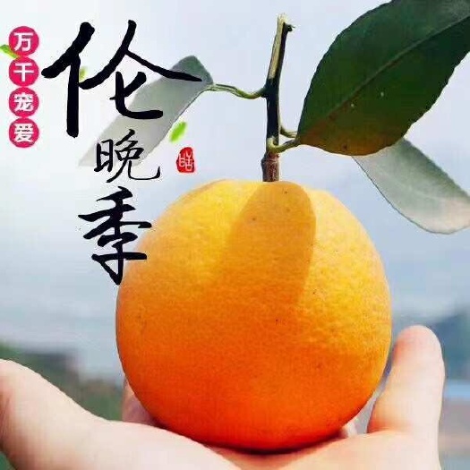 秭归伦晚橙子新鲜采摘当季水果湖北宜昌特产柑橘类