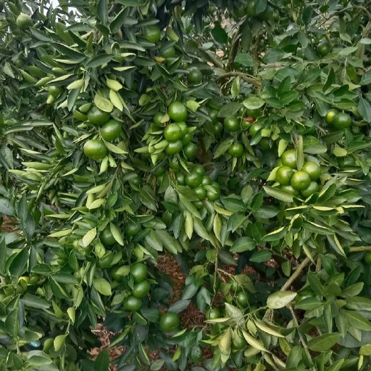澄迈县现摘当天送到的鲜果青金桔