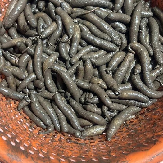 越南西贡泥丁