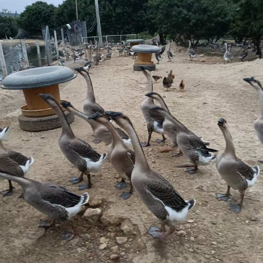 阳江阳江鹅