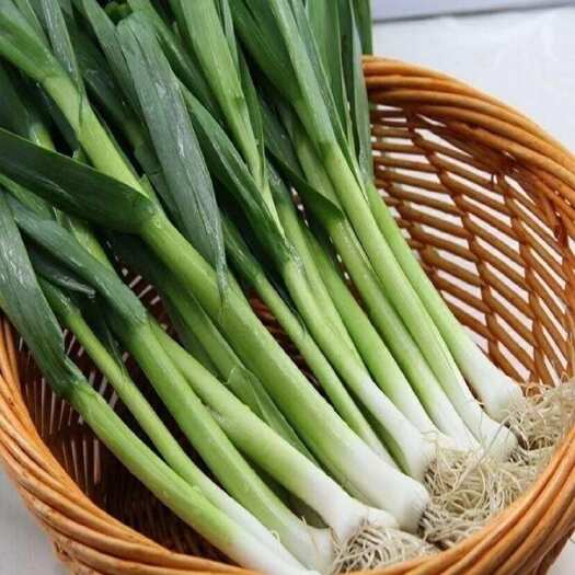 徐闻县广东湛江新鲜白根蒜苗 徐闻县直发 品质优选 蔬菜批发