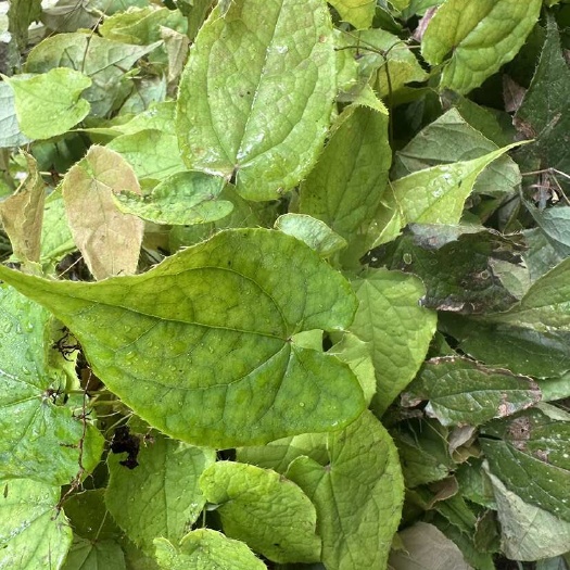 奉节重庆供应高品质淫羊藿种苗