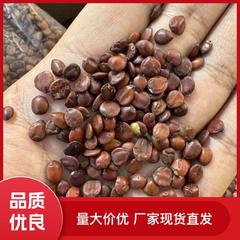 云南昆明官渡区优质酸枣仁中药材果实籽仁类特产
