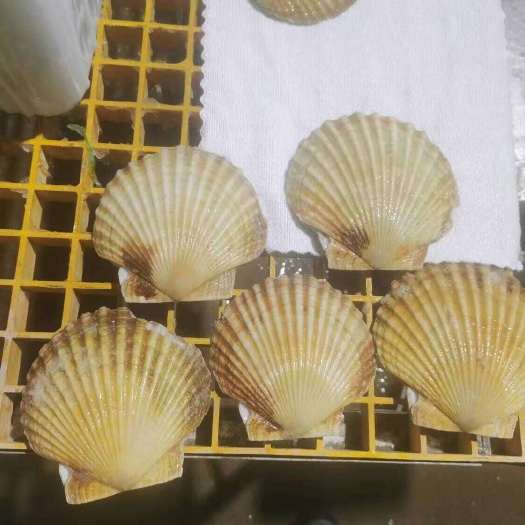 珲春市新鲜扇贝吉林省珲春市直发水产贝类海鲜干货