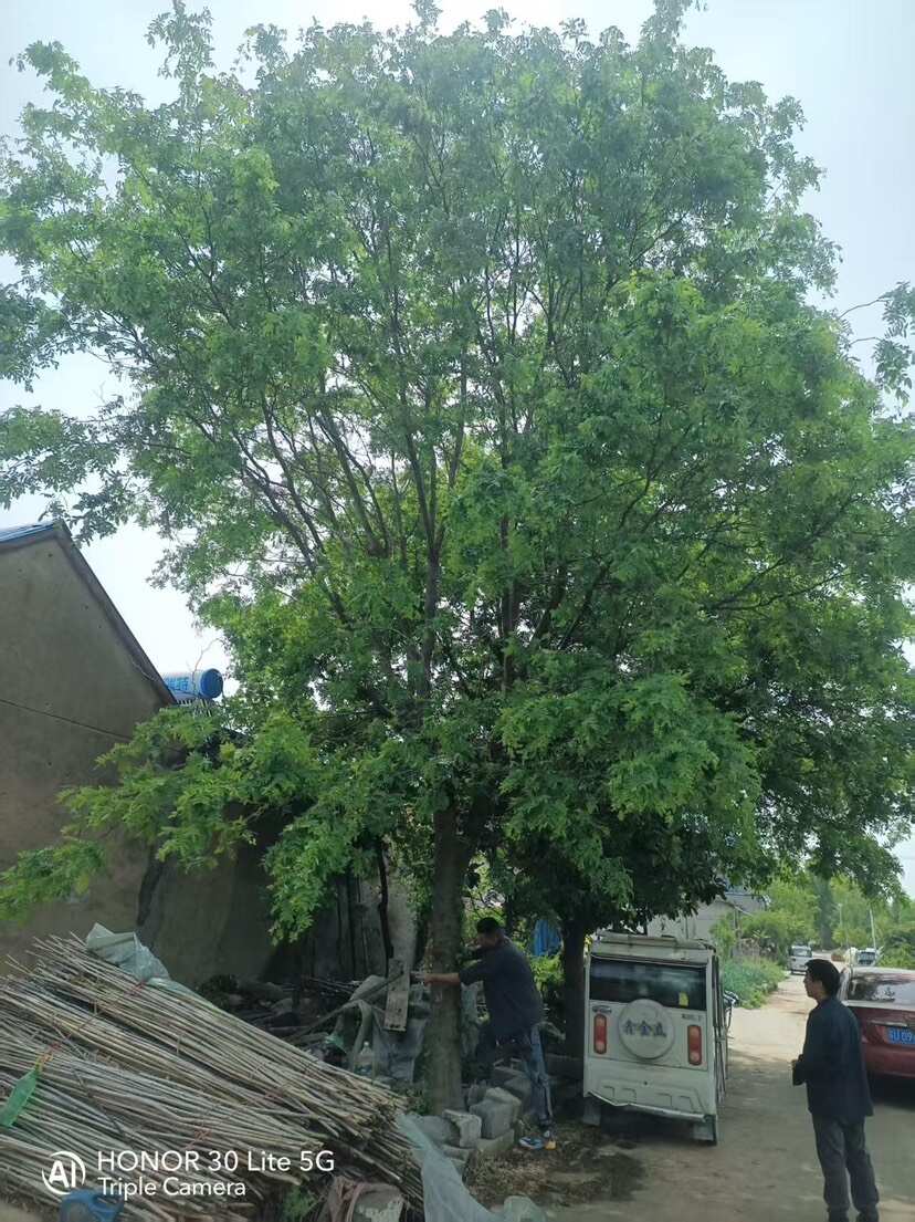 皂角树—山东基地直销，清地处理