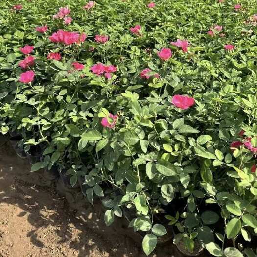 月季 丰花月季 小苗 袋苗 杯苗 福建 批发 零售
