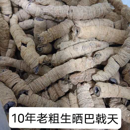 德庆县广东德庆巴戟天干货已抽芯紫肉大肉特老巴戟天农家初级农产品