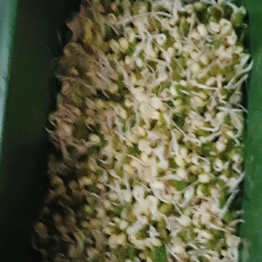 绿豆芽
