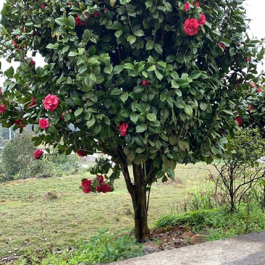 山茶花 茶花球60-150冠幅 高杆茶花