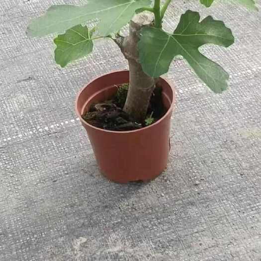 广州90无花果