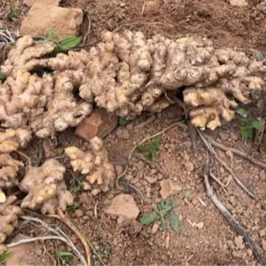 小黄姜食用姜健康绿色当季批发新鲜姜