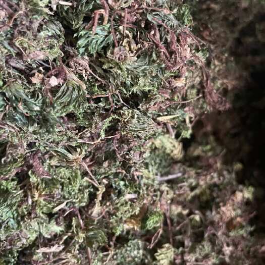 龙陵县云南保山龙陵县优质回心草中药材全草类草本植物回心草