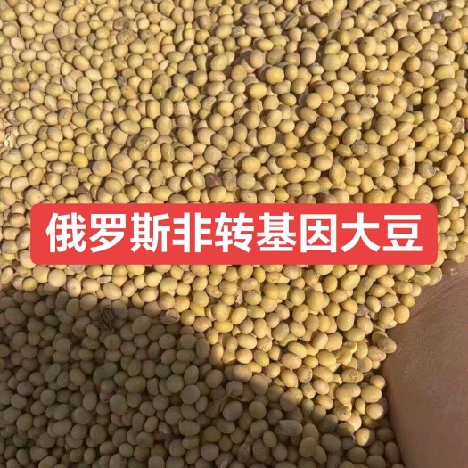 青岛俄罗斯非转基因大豆，每个月三万吨供应，黑龙江鹤岗提