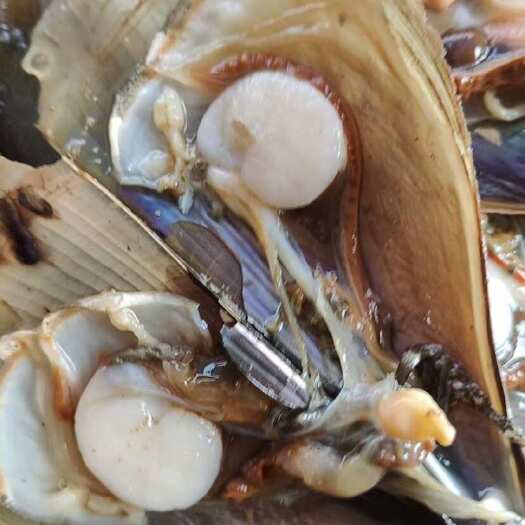 北海北部湾带子螺，一手货源，长期供货