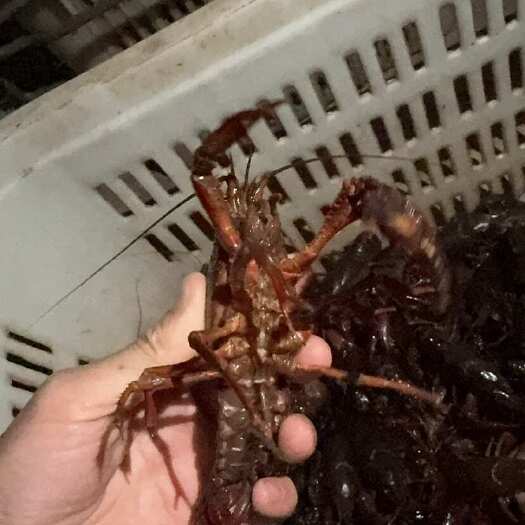 黄梅县湖北黄冈鲜活小龙虾产地直发当日捕捞现发物流专线