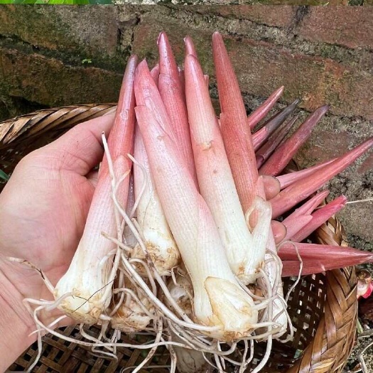 阳荷笋洋荷笋