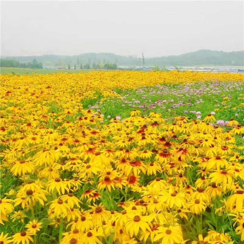 黑心菊种子宿根多年生耐寒耐旱金光菊景观绿化春秋播花种子花期长