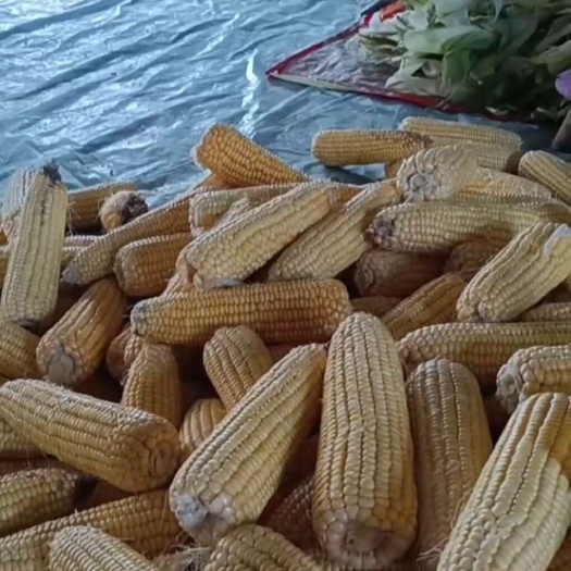赤峰黏玉米  黄的白的，