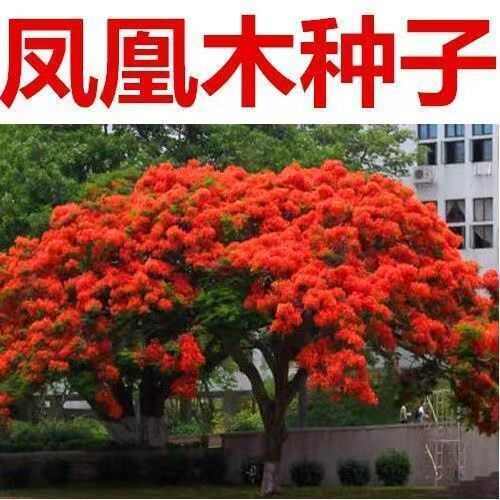 苏州凤凰木种子，凤凰木树种当年新采凤凰木树籽树种优质新种林木种子