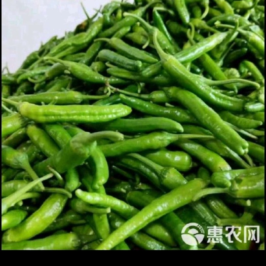 樟树港辣椒