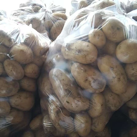 宜城市精品黄心土豆产地直发全国各地批发市场