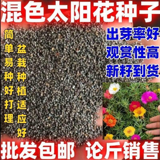 观赏花种子批发论斤卖太阳花混色太阳花种子混色太阳花种籽
