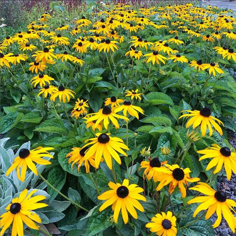 黑心菊种子宿根多年生耐寒耐旱金光菊景观绿化春秋播花种子花期长