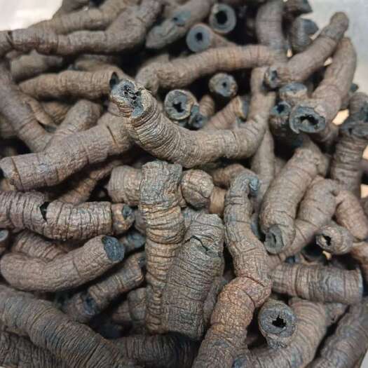 德庆县广东德庆巴戟，可以泡酒，煲汤批发零售 全国发货