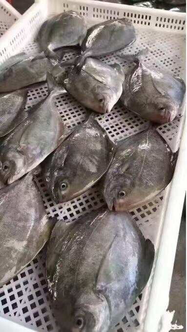 深圳印尼黑鲳鱼 广东深圳盐田直发 海水养殖优质食材