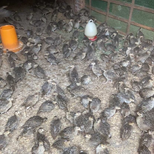 灵山县脱温七彩山鸡，