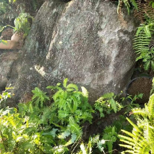 乐清市野生百花土蜂蜜