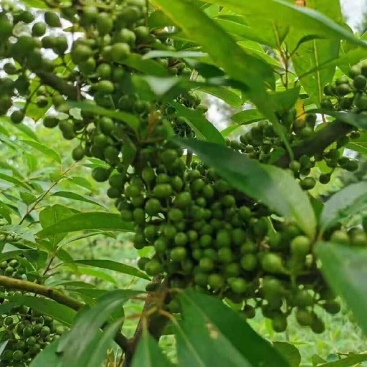 包邮正品改良高量木姜子幼树山苍子浆子2年苗发货胡椒庭院药材