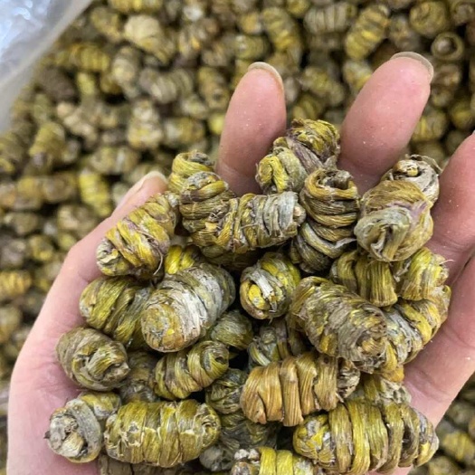 昆明铁皮石斛枫斗1.2到1.4大颗粒饱满大货批发