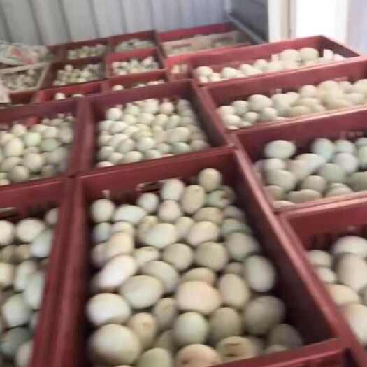 韶关大量绿壳鸭蛋销售每天有二十吨