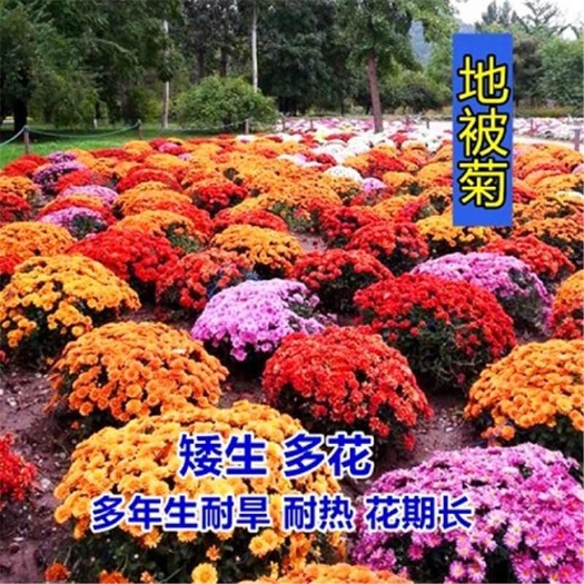 苏州地被菊花种子春夏秋播种简单易活多年生耐寒宿根景观花卉盆栽花籽