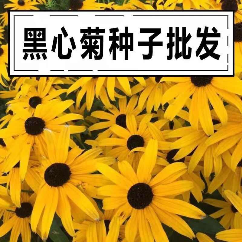 黑心菊种子宿根多年生耐寒耐旱金光菊景观绿化春秋播花种子花期长