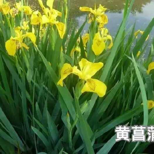 苏州黄花鸢尾种子池塘水生鸢尾宿根黄菖蒲绿化景观植物多年生花卉草籽